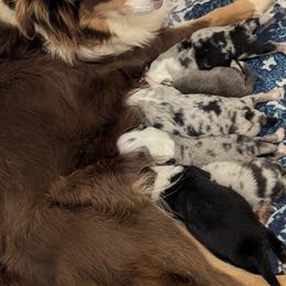 Miniature Australian Shepherds from Laurie Chason