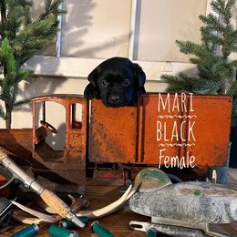 Labrador Retriever Puppies from EMCO Retrievers