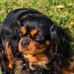 Cavalier King Charles Spaniels from Carolina Cavaliers