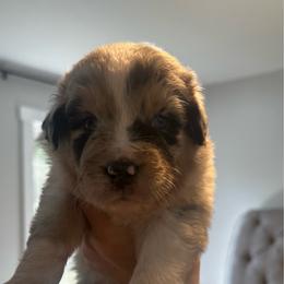 Wallen - Blue merle male Australian Shepherd puppy in Mckenzie, Tennessee from Whispering Iris Aussies