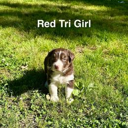 AKC Daisy - Red tri-color female Australian Shepherd puppy in Prairie Grove, Arkansas from IQ Farms