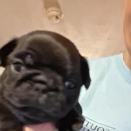Boy 3 - Black male Pug puppy in Gadsden, Alabama from Gadsden Pugs
