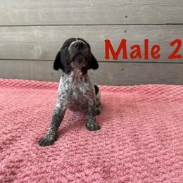 Cash - Black roan male German Shorthaired Pointer puppy in Axton, Virginia from Red Clay Kennels