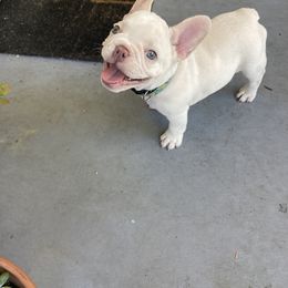 French Bulldog and Rottweiler Puppies from Wrinkle Boss FrenchBulldogs