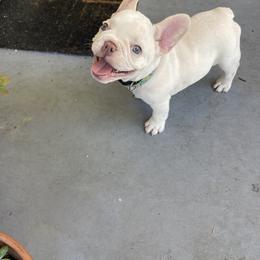 French Bulldog and Rottweiler Puppies from Wrinkle Boss FrenchBulldogs