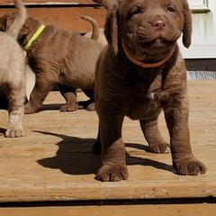 Chesapeake Bay Retriever Puppies from Chesamo Chesapeakes