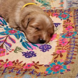 Yellow Collar - Dark golden female Golden Retriever puppy in Section, Alabama from Country Girl Golden Retrievers
