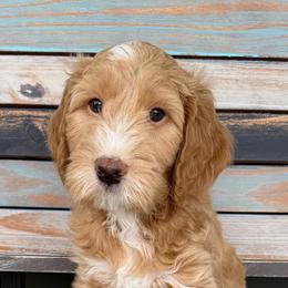 Penny Lane - Apricot female Goldendoodle puppy in Frostproof, Florida from Lover Dover Doodles