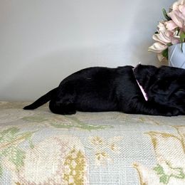 Labrador Retriever Puppies from Salt Run Retrievers
