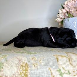 Labrador Retriever Puppies from Salt Run Retrievers