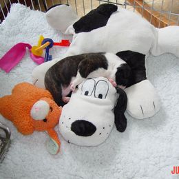 Boston Terrier Puppies from Achates Bostons