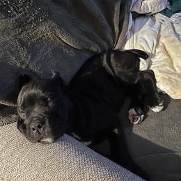 Purple Collar - Black female Cane Corso puppy in Beaver Crossing, Nebraska from Blue River Cane Corso