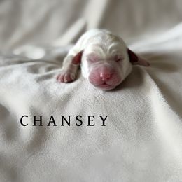 Chansey - Yellow female Dilute Retriever puppy in Susanville, California from Bitterbrush Farm & Apiary