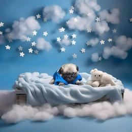 Pug Puppies from Precious Paws