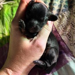 Tater tot - Black and tan female Cavapoo puppy in Battle Lake, Minnesota from Panda Puppies