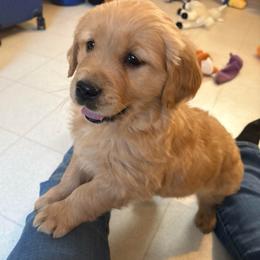 Taz - Golden male Golden Retriever puppy in Grant County, Indiana from On The Sunny Side Pavey Farms