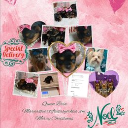 Queen Bria - Black and gold female Yorkshire Terrier puppy in Humble, Texas from Marnax Yorkshire Babies