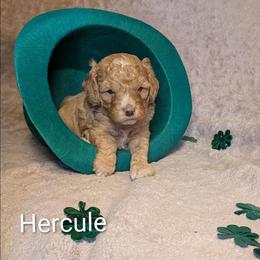 Hercule - Golden male Cockapoo puppy in Sunset, Louisiana from Cano Cockapoos