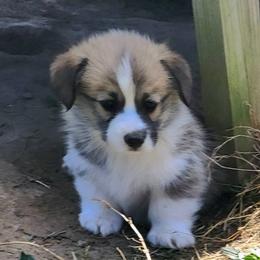 Pixie - Red Pembroke Welsh Corgi puppy in Virginia from Ranch Hand Corgis
