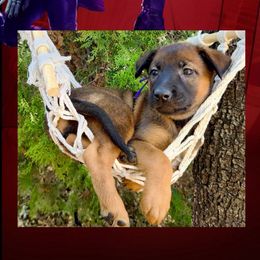 Gamora - Red sable female Belgian Malinois puppy in Chino, California from BlueStone K9