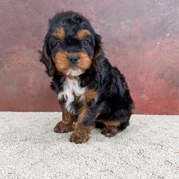 Roscoe - Black and tan male Cavapoo puppy in Beresford, South Dakota from DAKOTA DOOD RANCH
