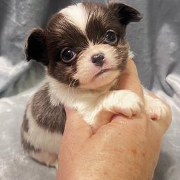 Puppy 1 - Blue and white male Chihuahua puppy in Orlando, Florida from iLuvChihuahuas