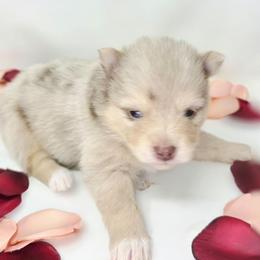 Athos - Merle male Pomsky puppy in Christiana, Tennessee from Smoky Mountain Pomskies