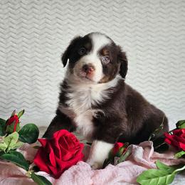 Reverie - Red tri-color female Australian Shepherd puppy in Mountain Grove, Missouri from K Bar H Farms