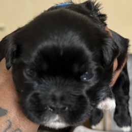 Maltese, Pomeranian, Shih Tzu, and Yorkshire Terrier Puppies from Gibbs Gorgeous Paws LLC