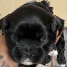 Maltese, Pomeranian, Shih Tzu, and Yorkshire Terrier Puppies from Gibbs Gorgeous Paws LLC