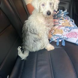 Kiki - Brown merle female Aussiedoodle puppy in Austin, Texas from Doodles of Central Texas