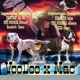 Alapaha Blue Blood Bulldog puppies from WICKED Alapaha Kennel