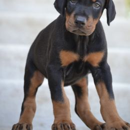 Doberman Pinscher Puppies from Obsidian Kennels