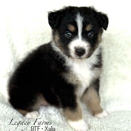 BTF - Xalia - Black tri-color female Australian Shepherd puppy in Shelby, Alabama from Legacy Farms