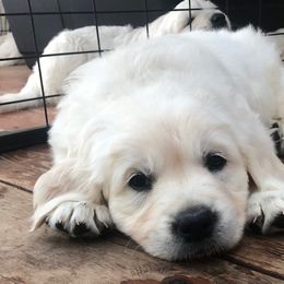 Golden Retriever Puppies from West Coast Cream Goldens