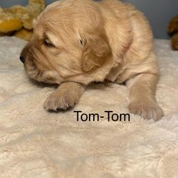 Tom-Tom - Golden male Golden Retriever puppy in New Ringgold, Pennsylvania from Hawk Mountain Doodles