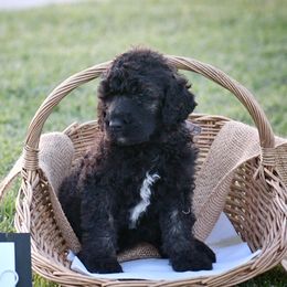 Poodle Puppies from Nay Design Poodles