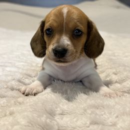 Piebald female - Piebald female Dachshund puppy in Defuniak Springs, Florida from Anastasia Knight's Cocker Spaniels