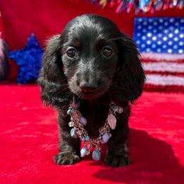 Blakely - Black female Dachshund puppy in Lincoln, Arkansas from Red Dirt Dachshunds