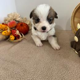 Robin - Sable male Pembroke Welsh Corgi puppy in Millsap, Texas from Punchy Pembroke Ranch