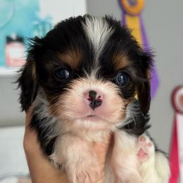 Bert - Tri-color male Cavalier King Charles Spaniel puppy in Spring Hill, Florida from Stardom Chihuahuas & CKCS