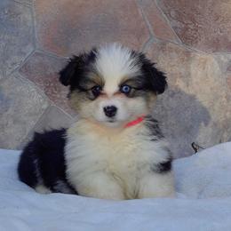 American Corgi and Pembroke Welsh Corgi Puppies from Kates Corgis