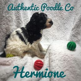 Poodle Puppies from Authentic Poodle Co