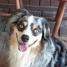 Dragon - Miniature Australian Shepherd