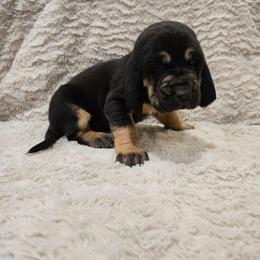 Orange Boy - Black and tan male Bloodhound puppy in Gillette, Wyoming from Whispering Winds Homestead 307