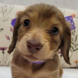 Dachshunds from Get A Long Little Doggie