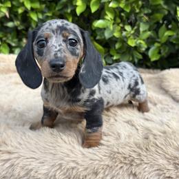 Izzy - Dapple female Dachshund puppy in Temecula, California from Naomi Magee's Dachshund Kennel
