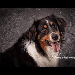 Rowdy - Australian Shepherd