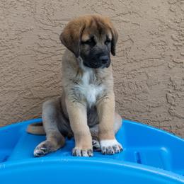 Anatolian Shepherd Dog Puppies from Fiddler’s Dream Anatolians