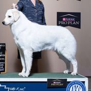 Ephiny - Kuvasz